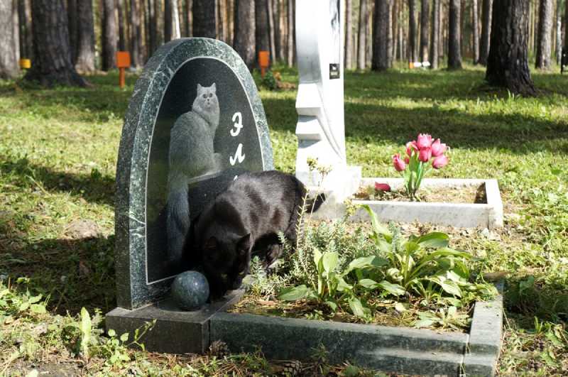 Кладбище домашних животных (кошек, собак, лошадей) в городе Видное Московской области